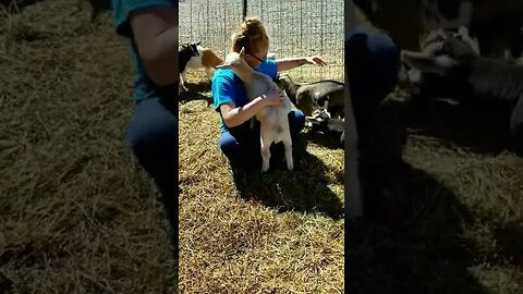 #hugs #goats #babygoat #goatkids #homesteading #farm #farmanimals #farmlife #homesteadlife