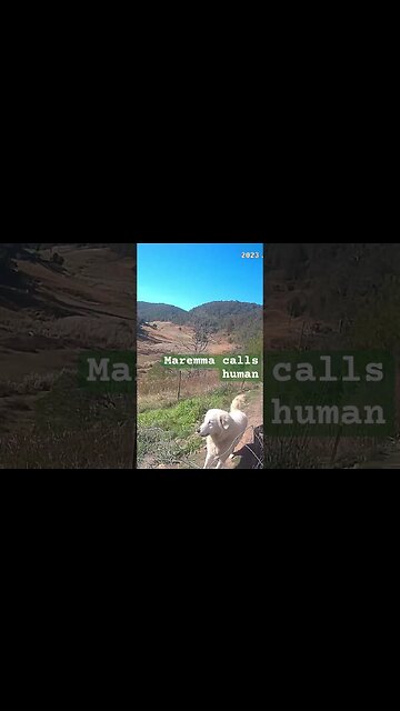 Farm surveillance. Maremma livestock guardian dog