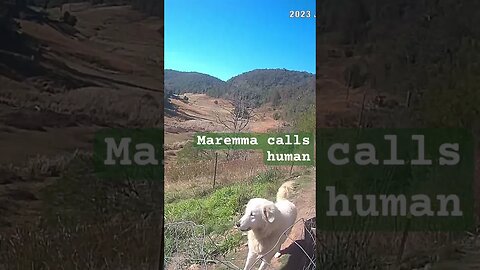 Farm surveillance. Maremma livestock guardian dog