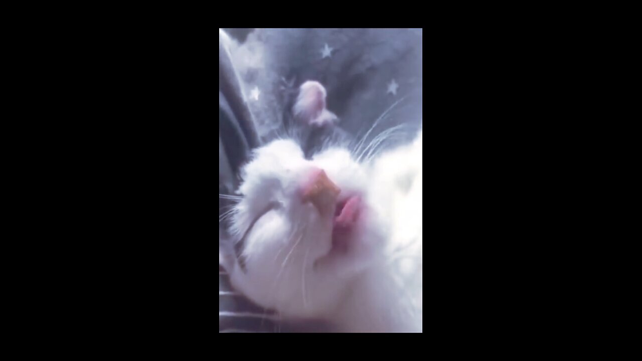 Funny Cute animal kitten 😻💕 #3 #cat #cute #kitten #pets #meow #videos #shorts