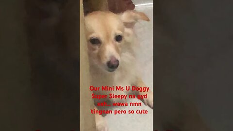 Mini Ms U Doggy! Sleepy nah! #shorts #MiniMsU #funny #funnyvideo #funnyshorts #fun #dog #dogs