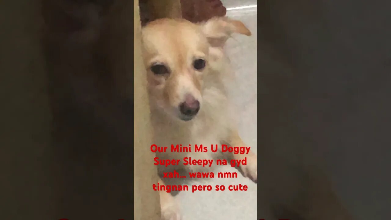 Mini Ms U Doggy! Sleepy nah! #shorts #MiniMsU #funny #funnyvideo #funnyshorts #fun #dog #dogs