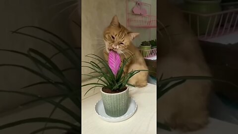 The fun of cats.