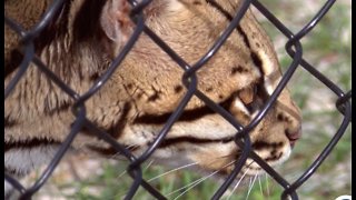 Florida panthers struggling with loss of their habitat