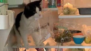 Gato rouba o almoço da geladeira!