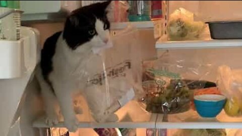 Gato rouba o almoço da geladeira!