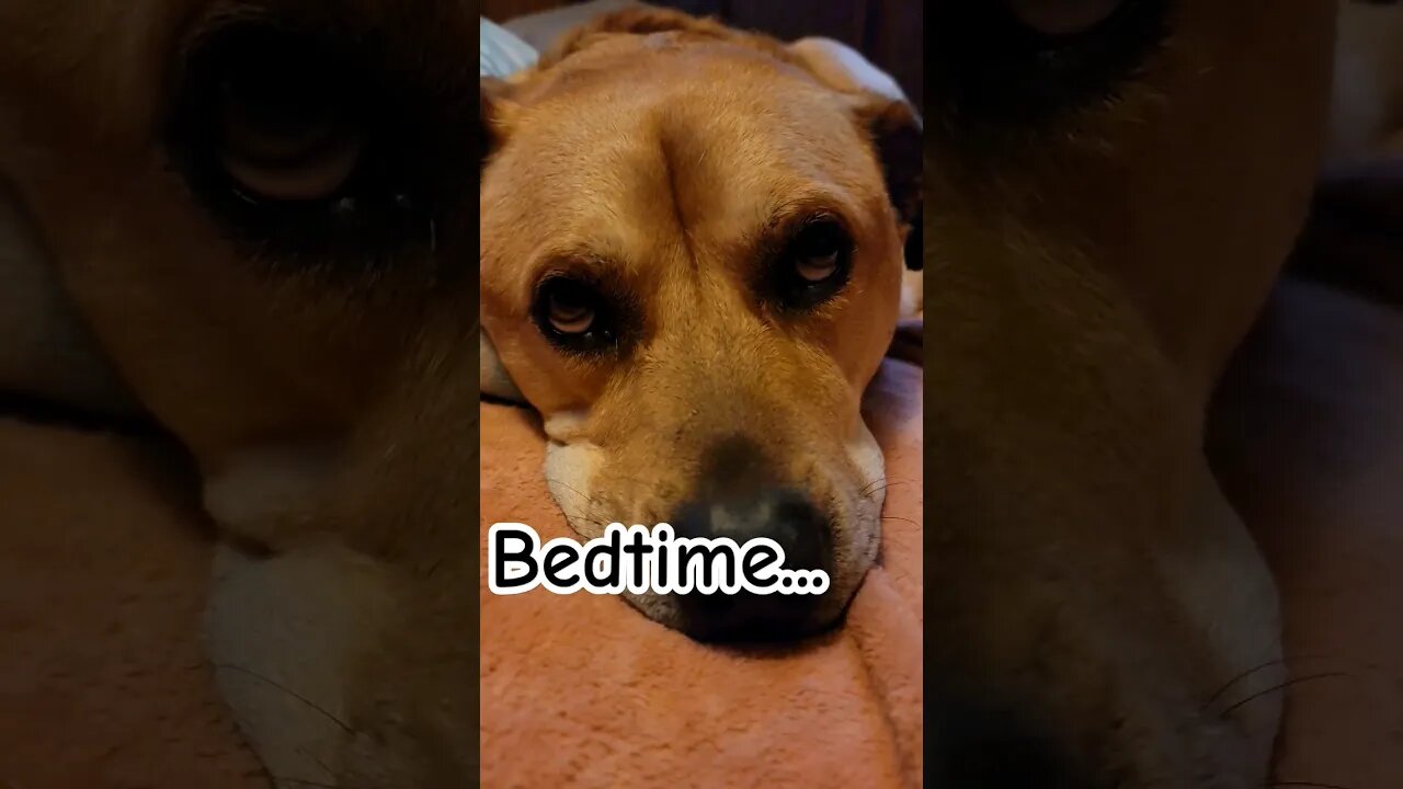 Indy is ready for bed #sleepydog #timeforbed #lifewithdogs