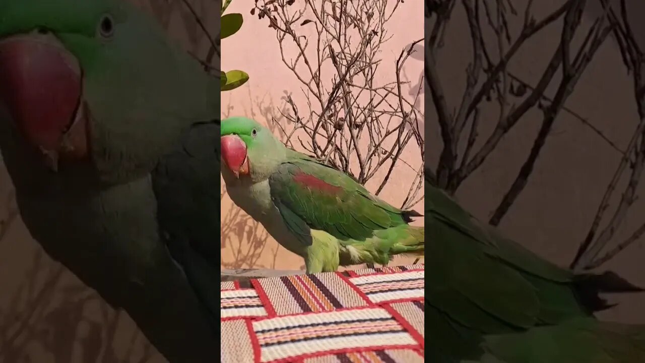 🦜🦜🦜