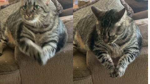 Cat asking for more food in an unusual way
