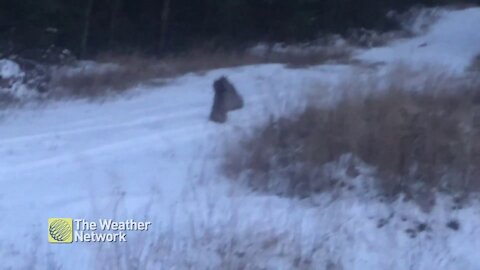 Sound on: Have you ever heard a lynx scream?
