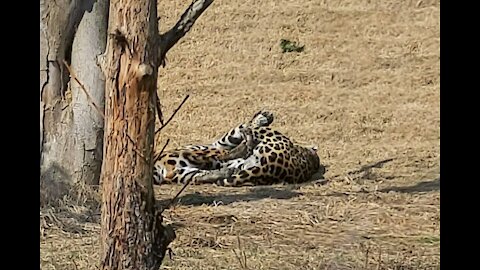 Two jaguars are playing around.