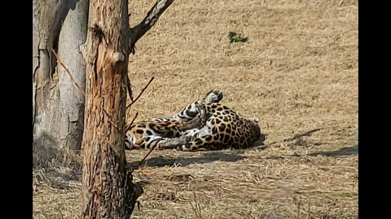 Two jaguars are playing around.