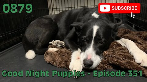 [0879] GOOD NIGHT PUPPIES - EPISODE 351 [#dogs #doggos #doggos #puppies #dogdaycare]