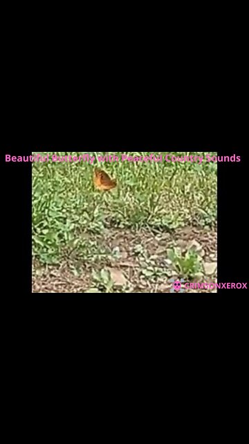 Beautiful Butterfly with Peaceful Country Sounds