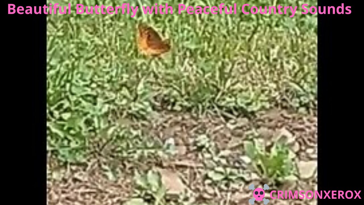 Beautiful Butterfly with Peaceful Country Sounds