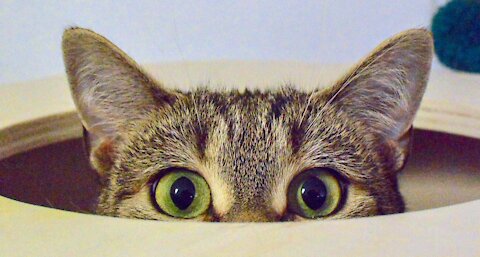 Laughing Cat Video