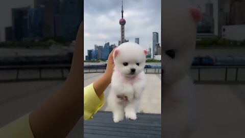 Lovely Dog Video | Funny Cute Small Dog Video 😘😘