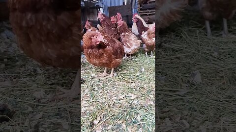 #chickens #chickenmom #geese #ducks #farmlife #homesteading #homestead