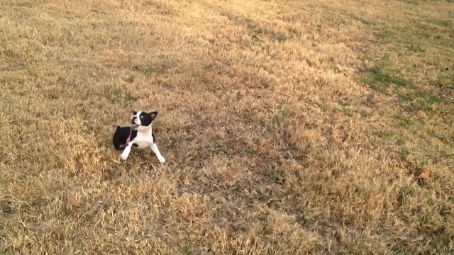 Cute Puppy Fails At Leash Training