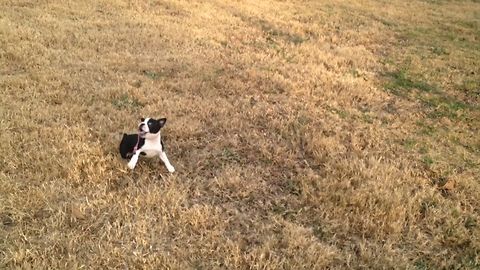 Cute Puppy Fails At Leash Training