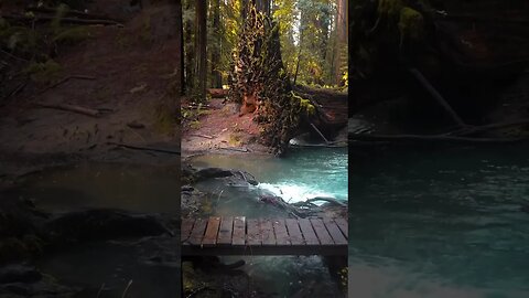 A serene scene in the Northern California redwoods.