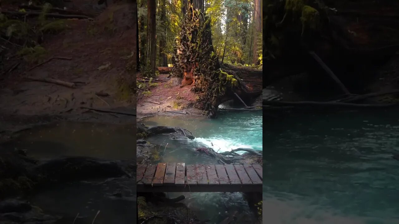 A serene scene in the Northern California redwoods.