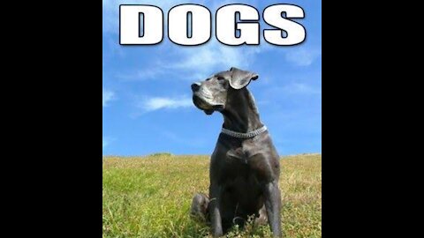 10 most fun facts you don't know but wish to know about dogs!!