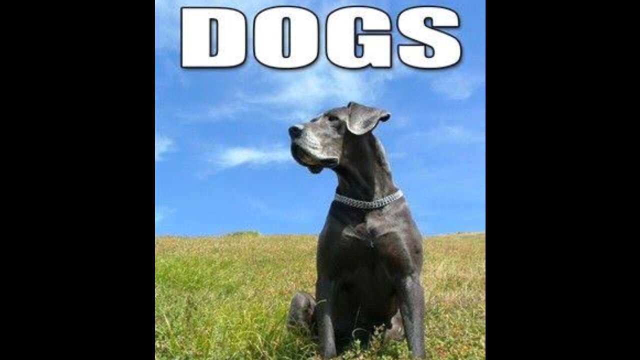 10 most fun facts you don't know but wish to know about dogs!!