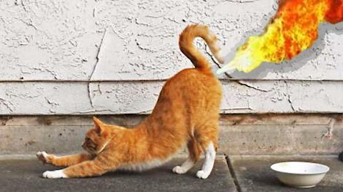 Watch this Video: Dogs And Cats Reaction To Fart - TRY NOT TO LAUGH