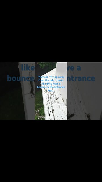 Hornets Escaping the Rain but Check in with Bouncer Before Entering the Hive !