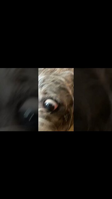 He’s such a good boy #shorts #dogs