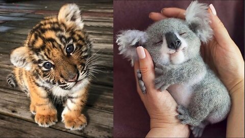 Cute Baby Animals Videos Compilation | Funny and Cute Moment of the Animals