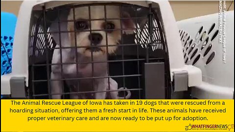 The Animal Rescue League of Iowa has taken in 19 dogs that were rescued from a hoarding situation
