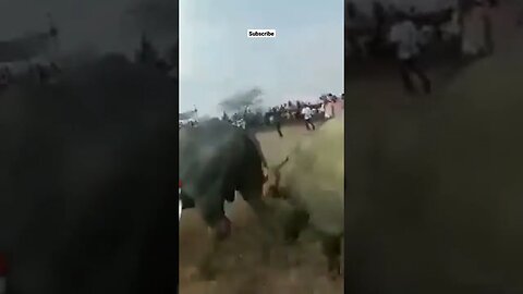 ox running competitions#short video viral#ytshorts #ytshotsviral