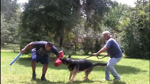 How to Train your Guard Dog to become more Aggressive with a few simple tricks