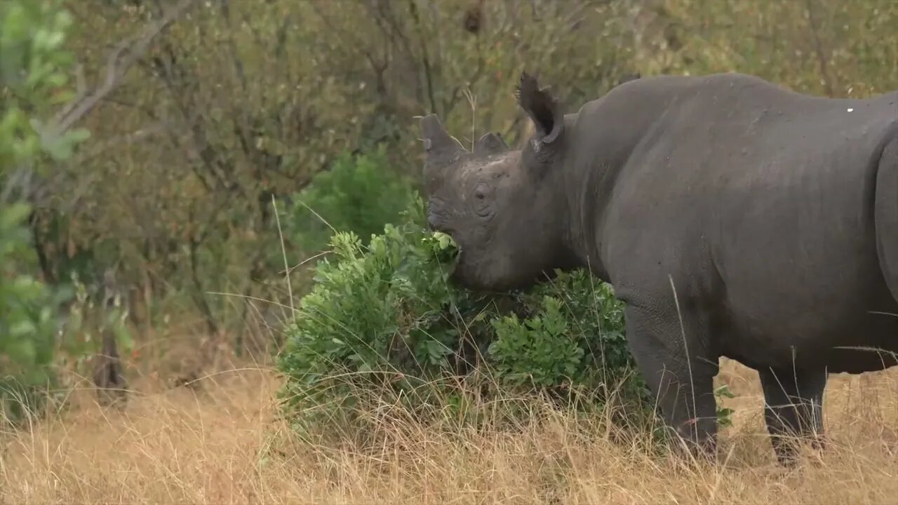 Rhinoceros is a big animal, why some head has two horns. 4