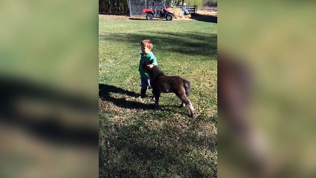 Alfonso's Top 5 Favorite Videos Of The Week 11.11.16