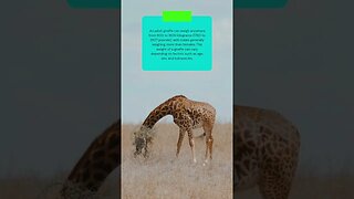 This is how much a giraffes weigh #shorts
