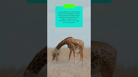 This is how much a giraffes weigh #shorts