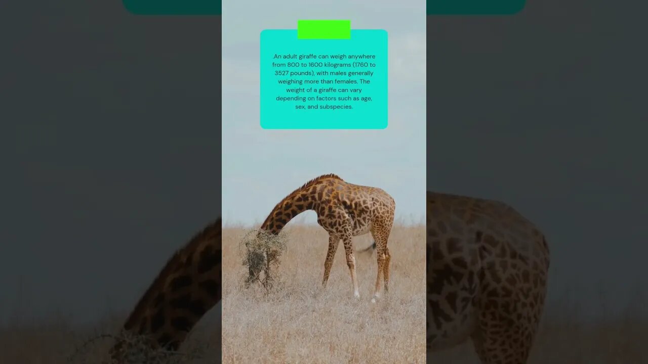 This is how much a giraffes weigh #shorts