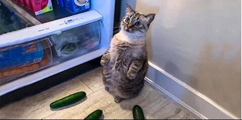 Funniest Cats-Don't try to hold back Laughter-Funny Cats Life-