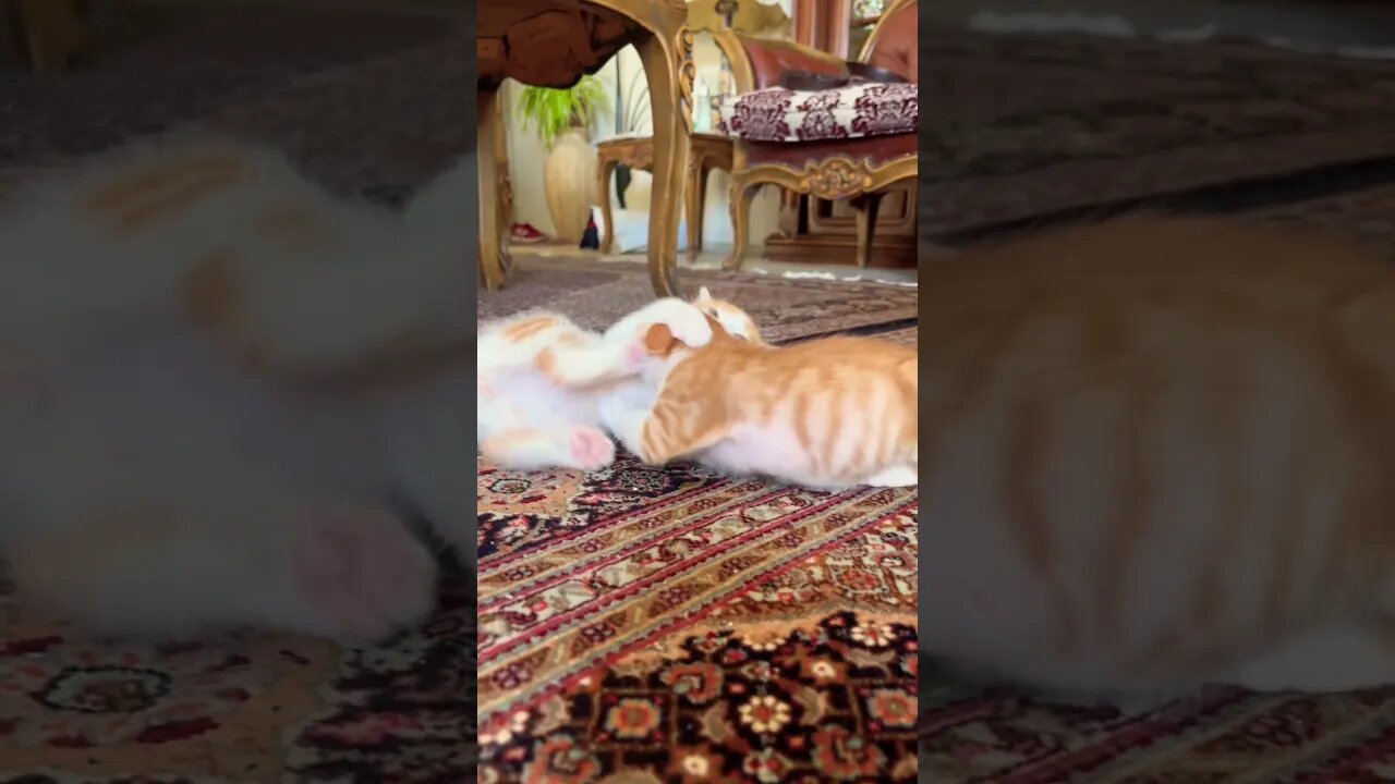 Cutest kittens play together