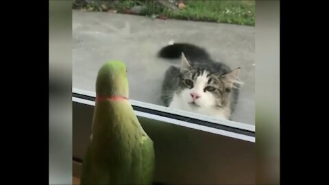 BEST 2020 FUNNIEST ANIMALS Funny Animal Videos Compilation 😹 Try Not To Laugh