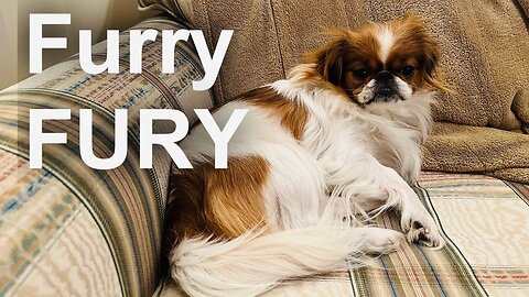 Revisiting Classic Stephen King: CUJO