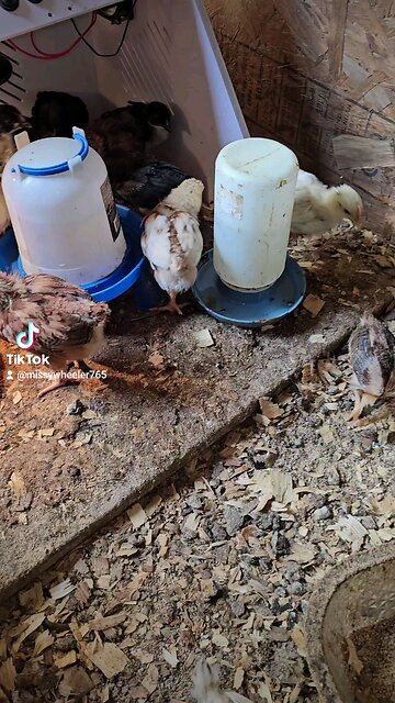 Chicks at 3 and 6 weeks