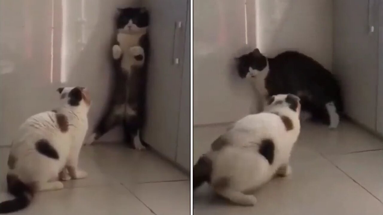 Funny Cats Video | Cute Funny Cat Video | Funny Video Cat