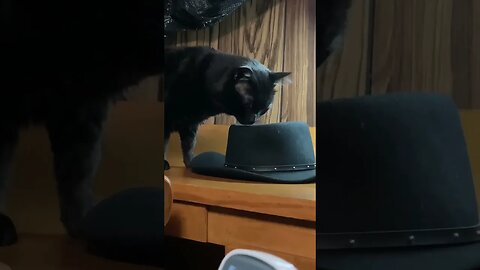 Black Hat Black Cat