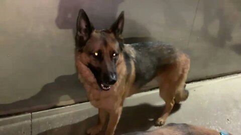 [0770] GOOD MORNING PUPPIES - EPISODE 271 [#dogs #doggos #doggies #puppies #dogdaycare]