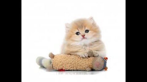 little kitten adventure