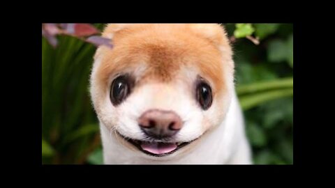 .PERROS Y CACHORROS GRACIOSOS #3